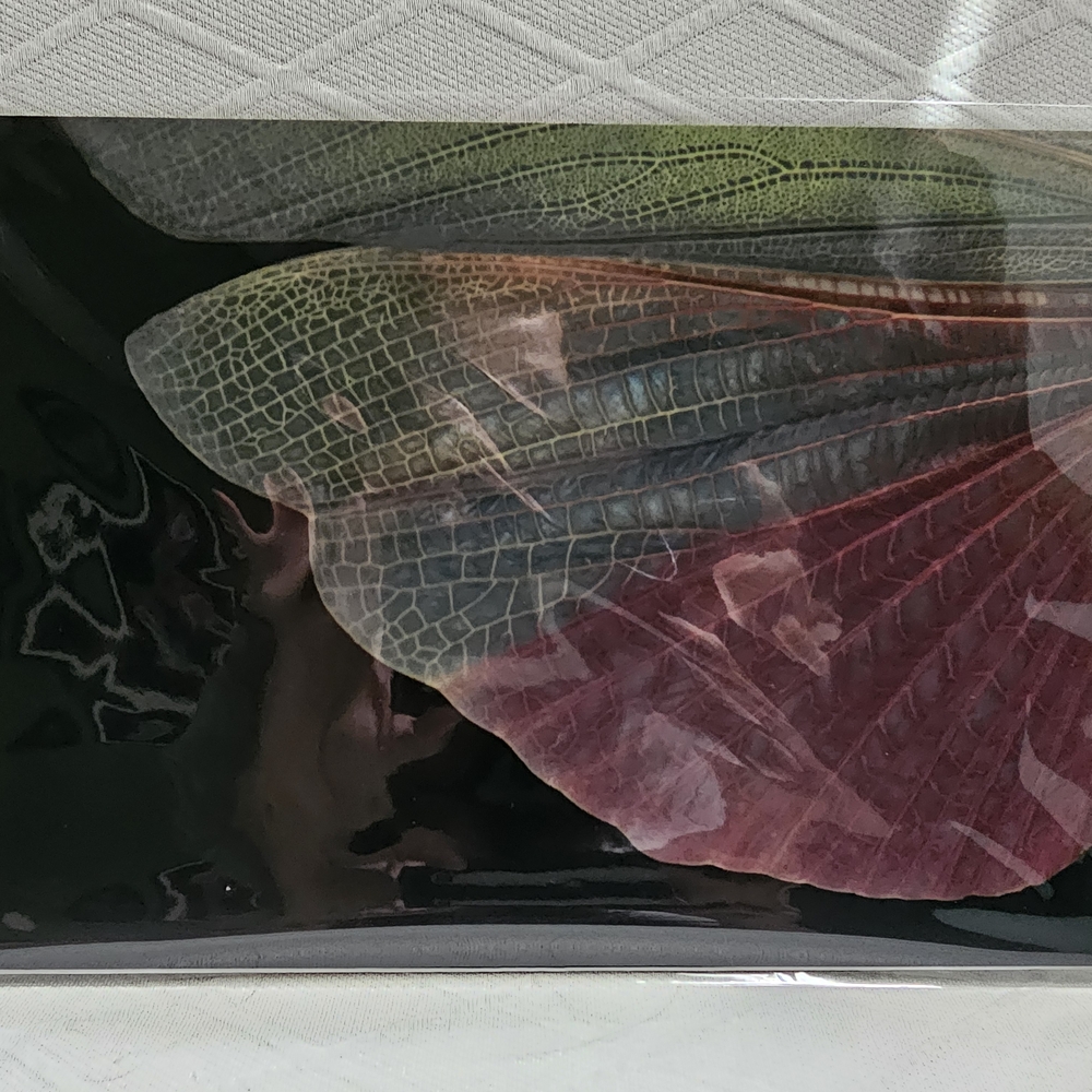 Grasshopper Wing Art Print 8x12